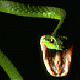 TheSNakE's Avatar